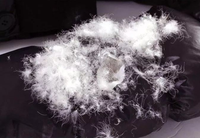 冬季羽绒服挑选指南：鸭绒和鹅绒到底怎么选？|老九淘券网 - 每天更新免费淘宝，京东优惠券，外卖红包